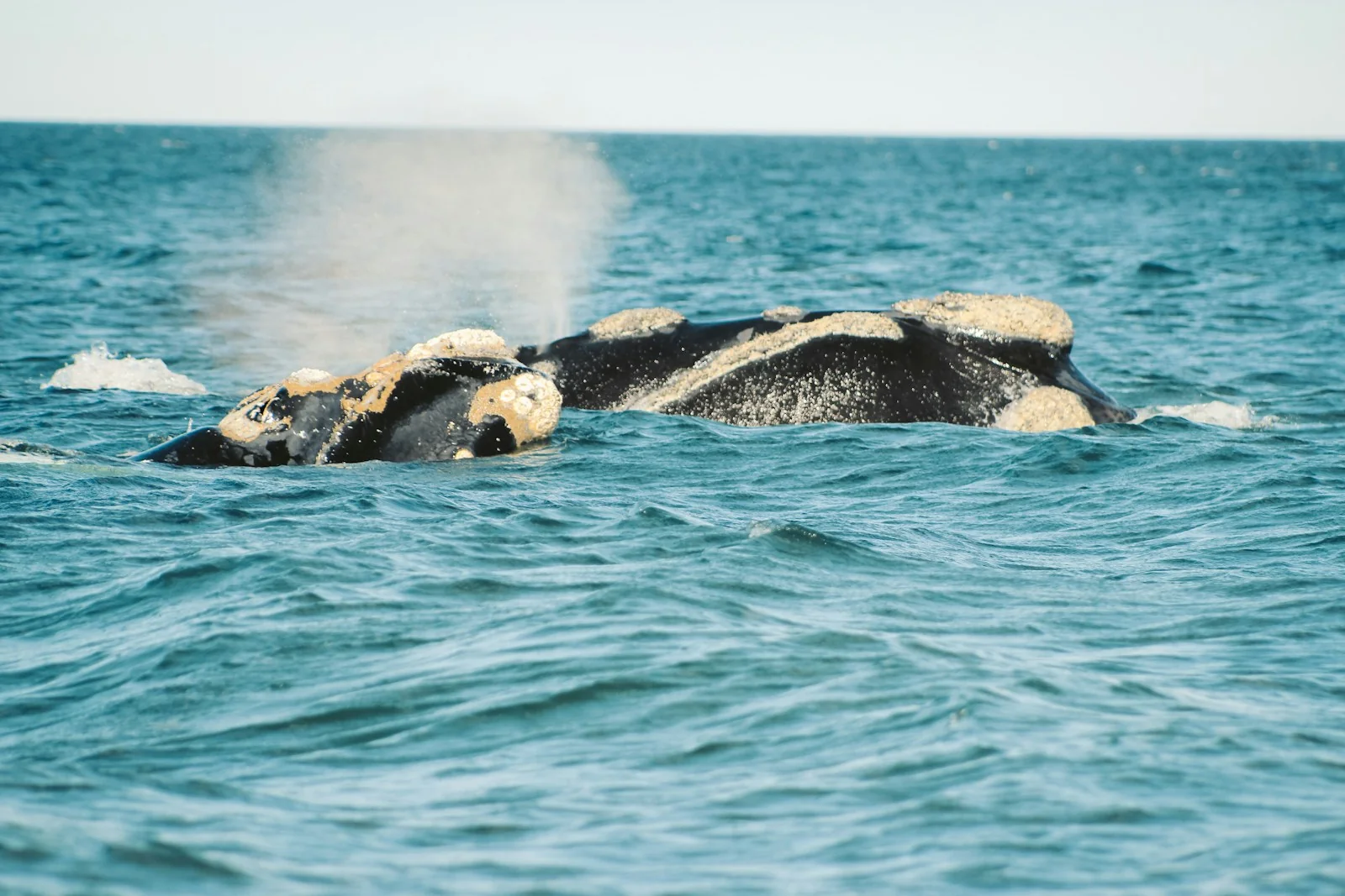 Una ballena emerge del mar frente a Puerto Madryn